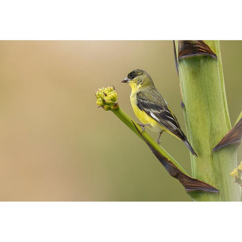 Lesser goldfinch Black Modern Wood Framed Art Print by Archer, Ken