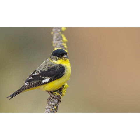 Lesser goldfinch Black Modern Wood Framed Art Print by Archer, Ken