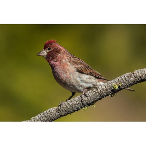 Purple finch Black Modern Wood Framed Art Print with Double Matting by Archer, Ken