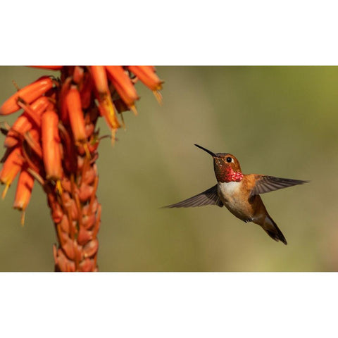 Rufous hummingbird-cholla blooms Black Modern Wood Framed Art Print by Archer, Ken