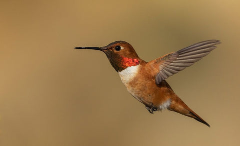 Male Rufous hummingbird Black Ornate Wood Framed Art Print with Double Matting by Archer, Ken
