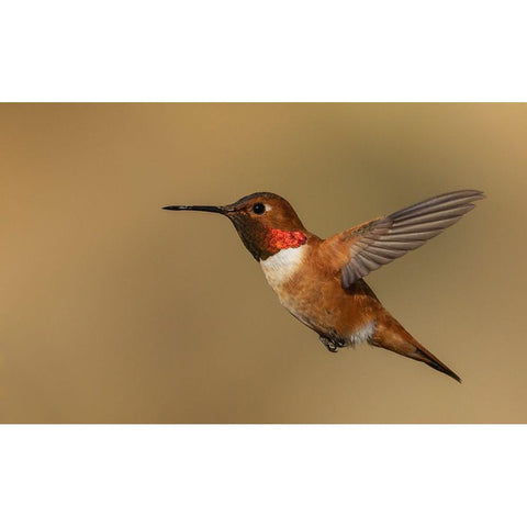 Male Rufous hummingbird Black Modern Wood Framed Art Print by Archer, Ken