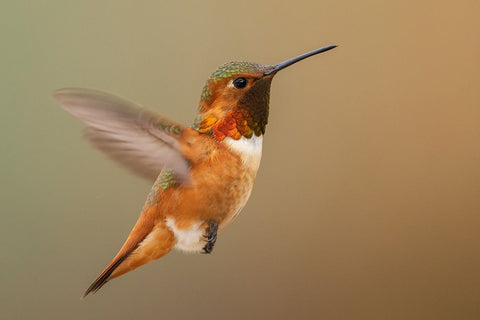 Male Rufous hummingbird White Modern Wood Framed Art Print with Double Matting by Archer, Ken