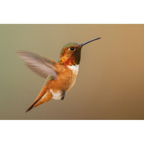 Male Rufous hummingbird Gold Ornate Wood Framed Art Print with Double Matting by Archer, Ken