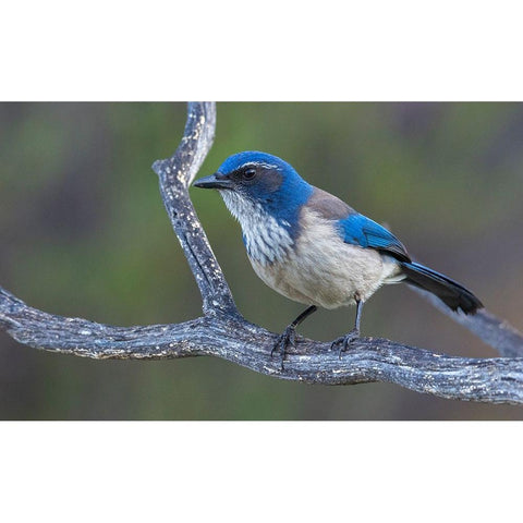 California scrub jay Black Modern Wood Framed Art Print by Archer, Ken
