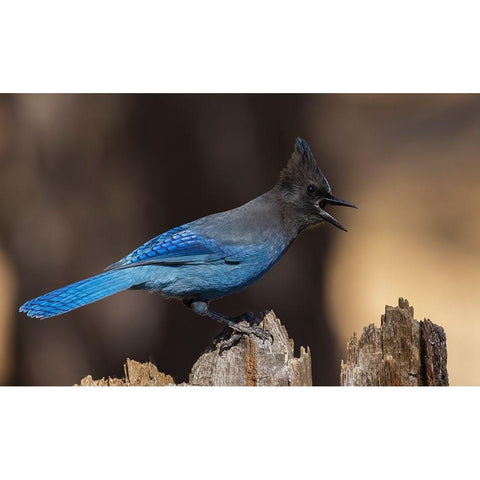 Stellers jay Black Modern Wood Framed Art Print by Archer, Ken
