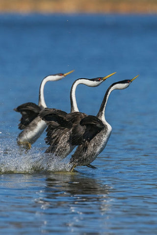 Western grebes rushing White Modern Wood Framed Art Print with Double Matting by Archer, Ken