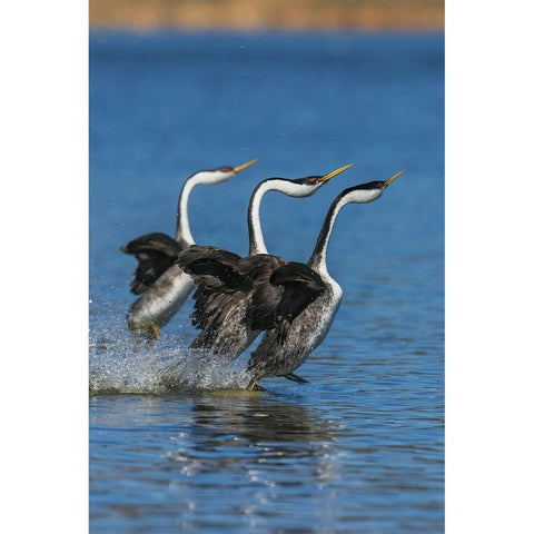 Western grebes rushing Black Modern Wood Framed Art Print by Archer, Ken