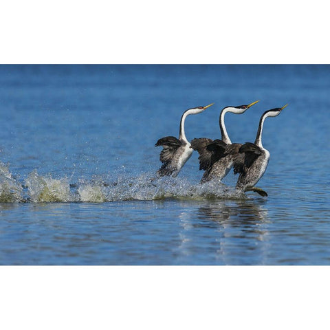 Western grebes rushing display Black Modern Wood Framed Art Print with Double Matting by Archer, Ken