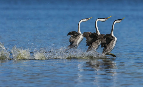 Western grebes rushing display Black Ornate Wood Framed Art Print with Double Matting by Archer, Ken