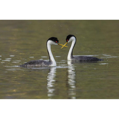 Western grebes-courting Black Modern Wood Framed Art Print with Double Matting by Archer, Ken