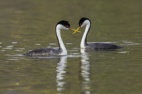 Western grebes-courting Black Ornate Wood Framed Art Print with Double Matting by Archer, Ken