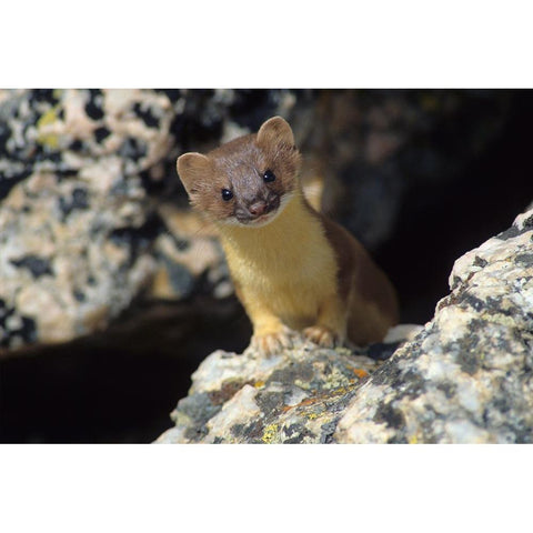 Short-tailed weasel Gold Ornate Wood Framed Art Print with Double Matting by Archer, Ken