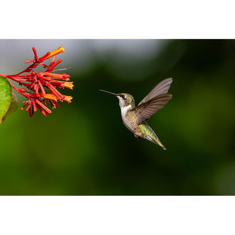 Black-chinned Hummingbird-Archilochus alexandri-feeding White Modern Wood Framed Art Print by Ditto, Larry