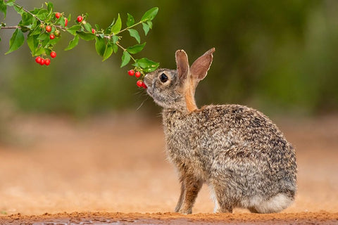 Eastern Cottontail-Sylvilagus floridanus-feeding Black Ornate Wood Framed Art Print with Double Matting by Ditto, Larry