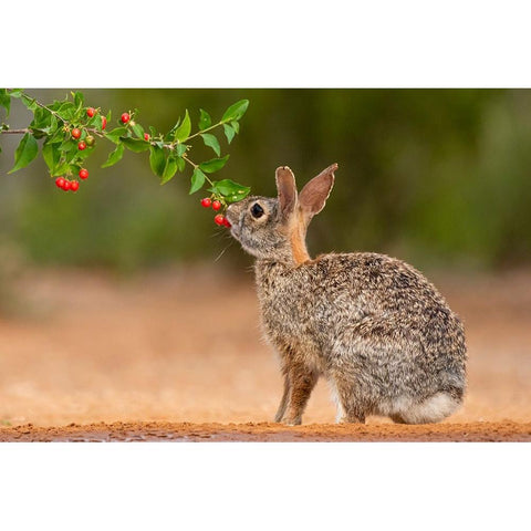 Eastern Cottontail-Sylvilagus floridanus-feeding Black Modern Wood Framed Art Print by Ditto, Larry