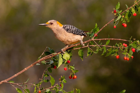 Golden-fronted Woodpecker-Melanerpes aurifrons-perched Black Ornate Wood Framed Art Print with Double Matting by Ditto, Larry