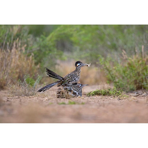Greater Roadrunner-Geococcyx californianus-copulating White Modern Wood Framed Art Print by Ditto, Larry