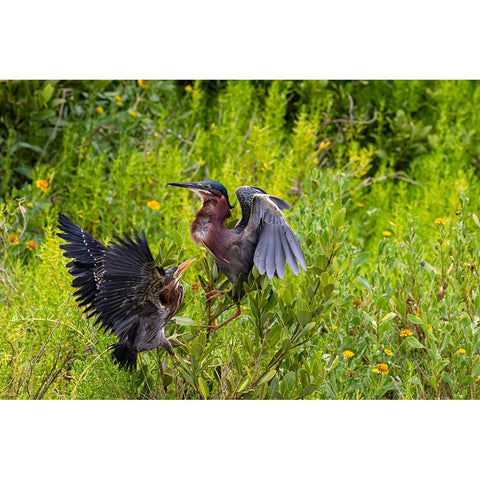 Green Heron-Butorides virescens-feeding time Black Modern Wood Framed Art Print by Ditto, Larry