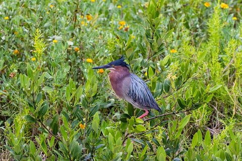 Green Heron-Butorides virescens-standing in shrubs White Modern Wood Framed Art Print with Double Matting by Ditto, Larry