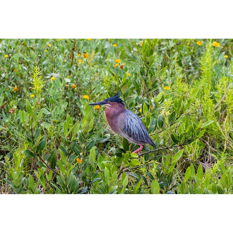 Green Heron-Butorides virescens-standing in shrubs Black Modern Wood Framed Art Print by Ditto, Larry