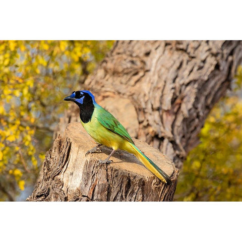 Green Jay-Cyanocorax yncas-perched Gold Ornate Wood Framed Art Print with Double Matting by Ditto, Larry