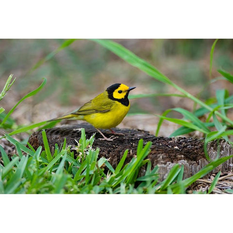 Hooded Warbler-Wilsonia citrina-perched Black Modern Wood Framed Art Print by Ditto, Larry