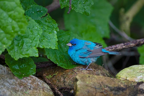 Indigo Bunting-Passerina cyanea-foraging male Black Ornate Wood Framed Art Print with Double Matting by Ditto, Larry