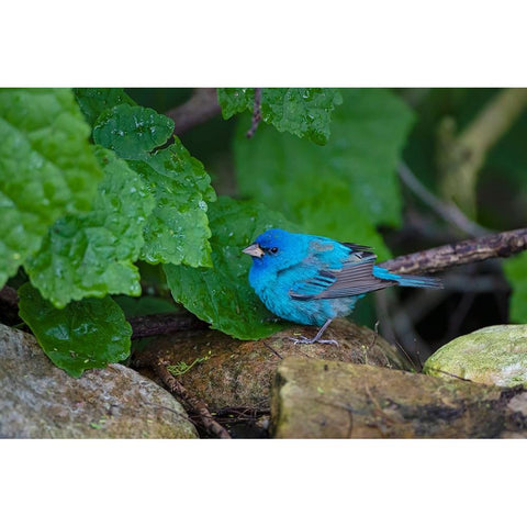 Indigo Bunting-Passerina cyanea-foraging male Black Modern Wood Framed Art Print by Ditto, Larry