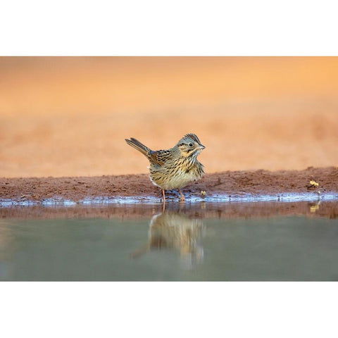 Lincolns Sparrow-Melospiza lincolnii-drinking Black Modern Wood Framed Art Print by Ditto, Larry