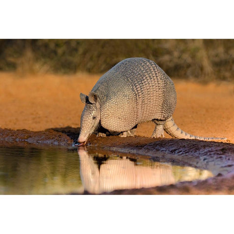 Nine-banded Armadillo-Dasypus novemcinctus-drinking White Modern Wood Framed Art Print by Ditto, Larry