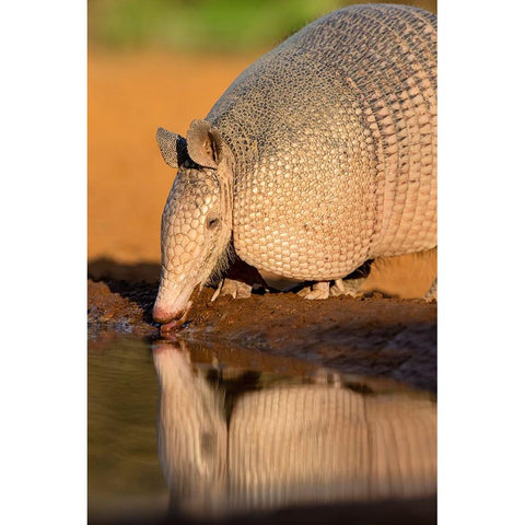 Nine-banded Armadillo-Dasypus novemcinctus-drinking Black Modern Wood Framed Art Print with Double Matting by Ditto, Larry