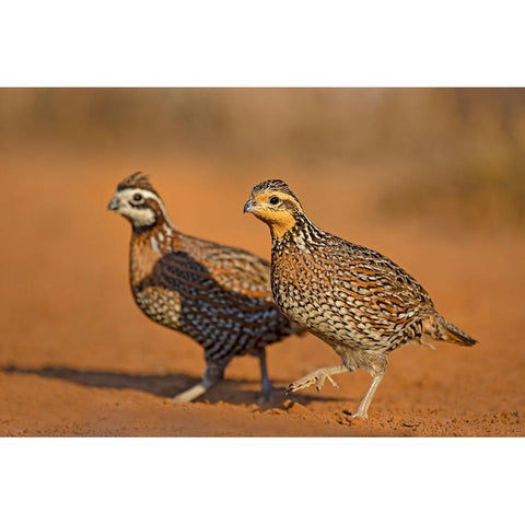 Northern Bobwhite-Colinus virginianus-pair Gold Ornate Wood Framed Art Print with Double Matting by Ditto, Larry