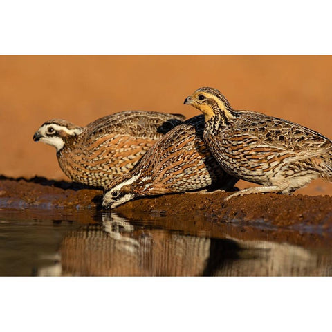 Northern Bobwhite-Colinus virginianus-drinking Black Modern Wood Framed Art Print by Ditto, Larry
