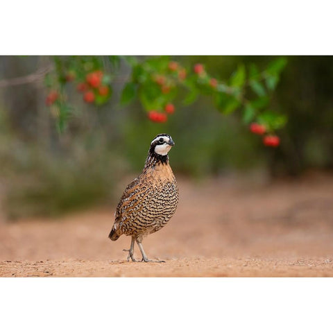 Northern Bobwhite-Colinus virginianus-feeding Black Modern Wood Framed Art Print by Ditto, Larry