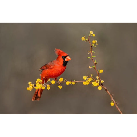 Northern Cardinal-Cardinalis cardinalis-perched Black Modern Wood Framed Art Print by Ditto, Larry