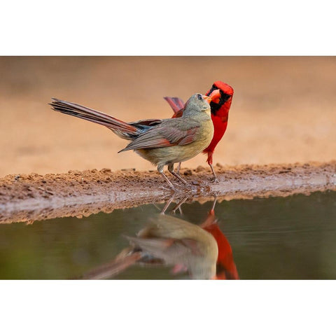 Northern Cardinals-Texas-USA Black Modern Wood Framed Art Print by Ditto, Larry
