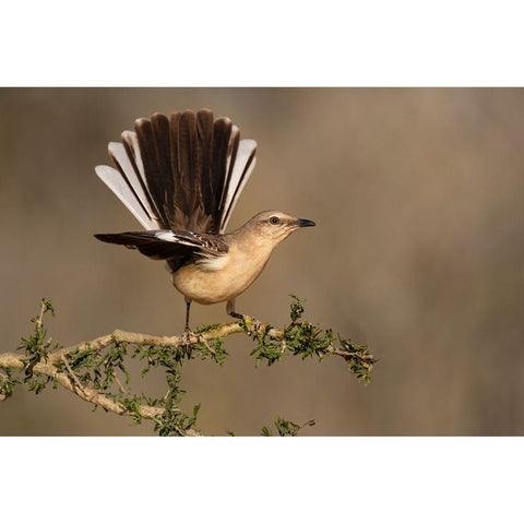 Northern Mockingbird-Mimus polyglottos-perched Black Modern Wood Framed Art Print by Ditto, Larry