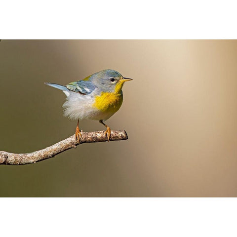 Northern Parula-Parula americana-perched Black Modern Wood Framed Art Print by Ditto, Larry