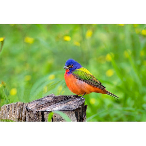 Painted Bunting-Passerina ciris-perched Black Modern Wood Framed Art Print by Ditto, Larry