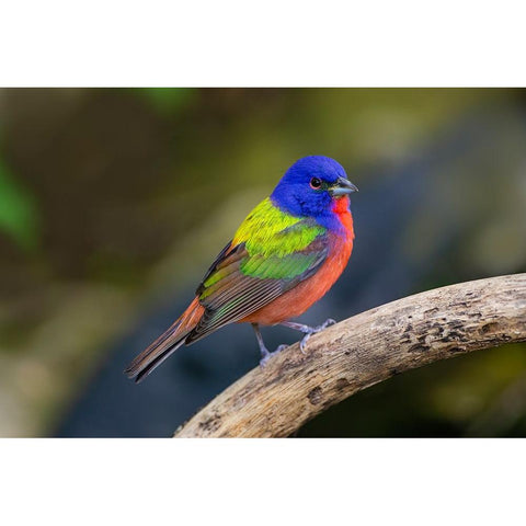 Painted Bunting-Passerina ciris-in spring White Modern Wood Framed Art Print by Ditto, Larry
