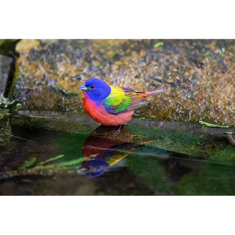 Painted Bunting-Passerina ciris-in spring Black Modern Wood Framed Art Print by Ditto, Larry