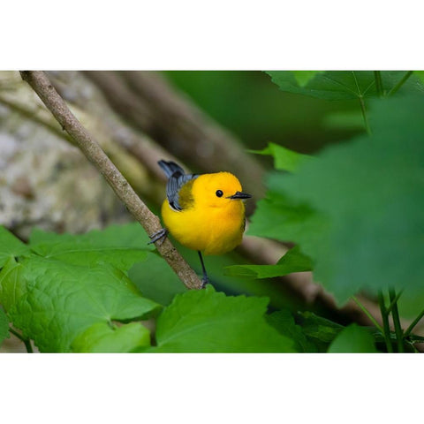 Prothonotary Warbler-Prothonotary citrea-flying Black Modern Wood Framed Art Print by Ditto, Larry