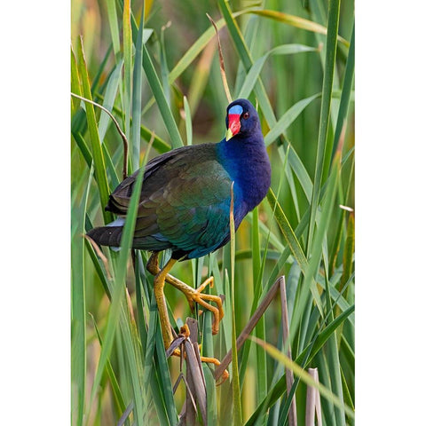 Purple Gallinule-Porphyrio martinica-perched in cattails White Modern Wood Framed Art Print by Ditto, Larry