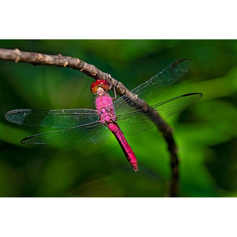 Red-tailed Pennant-Brachymesia furcata-resting on perch Black Modern Wood Framed Art Print by Ditto, Larry
