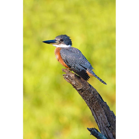 Ringed Kingfisher-Megaceryle torquata-perched Black Modern Wood Framed Art Print by Ditto, Larry