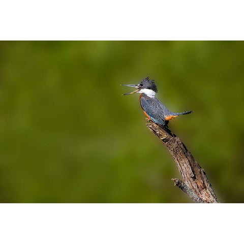 Ringed Kingfisher-Megaceryle torquata-male Black Modern Wood Framed Art Print by Ditto, Larry