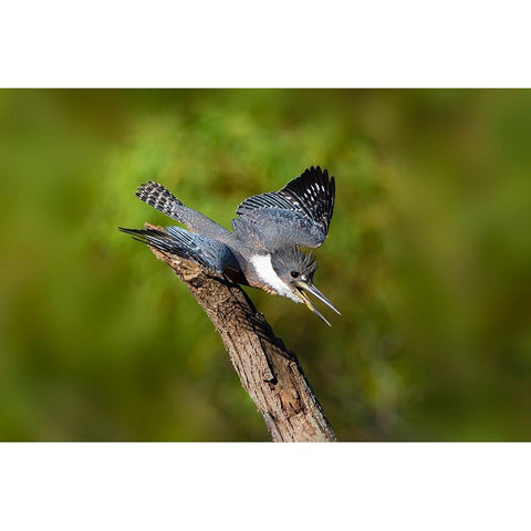 Ringed Kingfisher-Megaceryle torquata-male Black Modern Wood Framed Art Print by Ditto, Larry