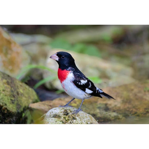 Rose-breasted Grosbeak-Pheucticus ludovicianus-perched Black Modern Wood Framed Art Print with Double Matting by Ditto, Larry