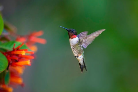 Ruby-throated Hummingbird-Archilochus colubris-flying Black Ornate Wood Framed Art Print with Double Matting by Ditto, Larry